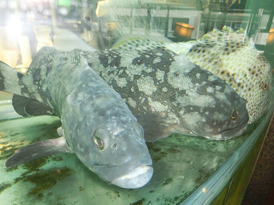 resources of Hybrid Grouper Fish exporters resources of Hybrid Grouper Fish exporters