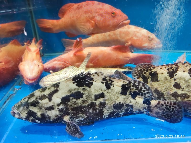 resources of Grouper Fish exporters