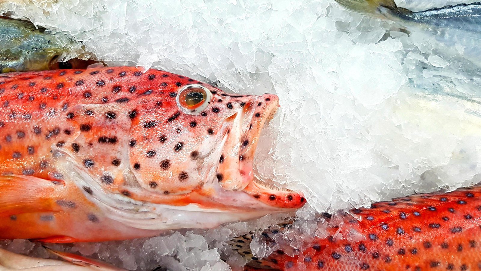 resources of Frozen Red Big Eye exporters