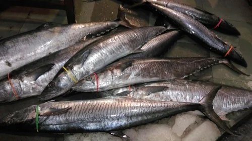 resources of Sunu Papa Fish exporters