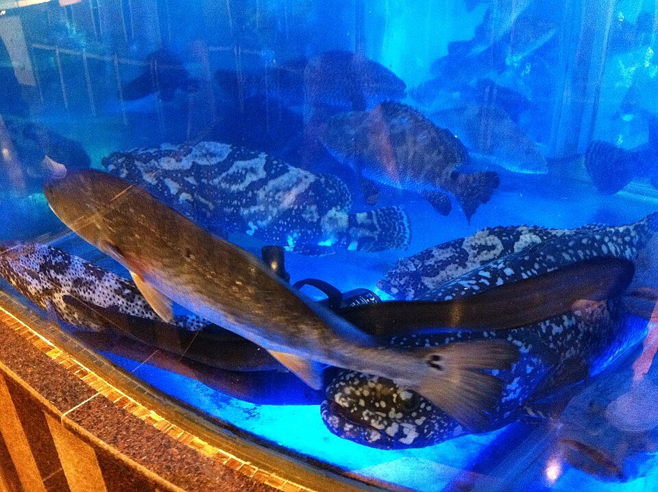 resources of Tiger Sunu (Grouper Fish) exporters
