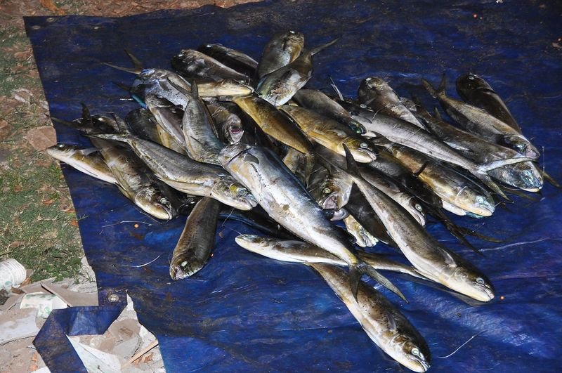 resources of King Fish exporters