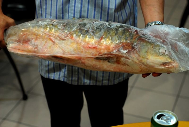 resources of Snakehead Fish exporters resources of Snakehead Fish exporters