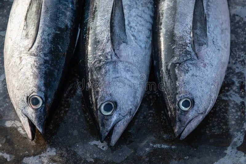 resources of King Fish exporters