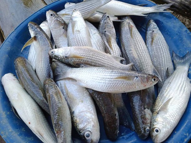 resources of Rohu Fish exporters