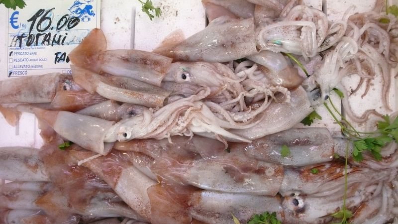 resources of Octopus (octopus spp) exporters