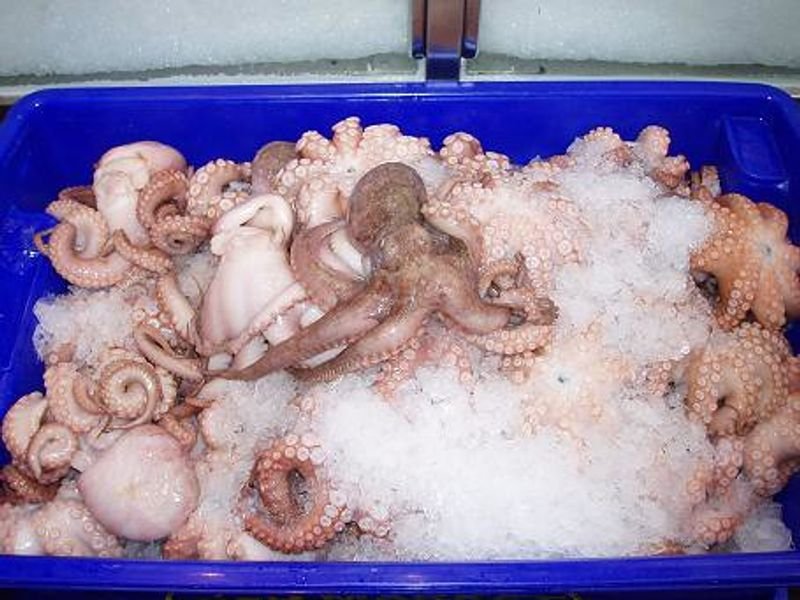 resources of Eucheumatosis isiformis exporters resources of Eucheumatosis isiformis exporters