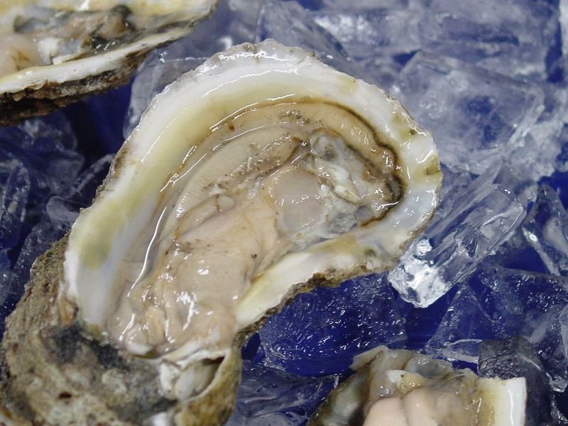 resources of Oyster Scallop exporters
