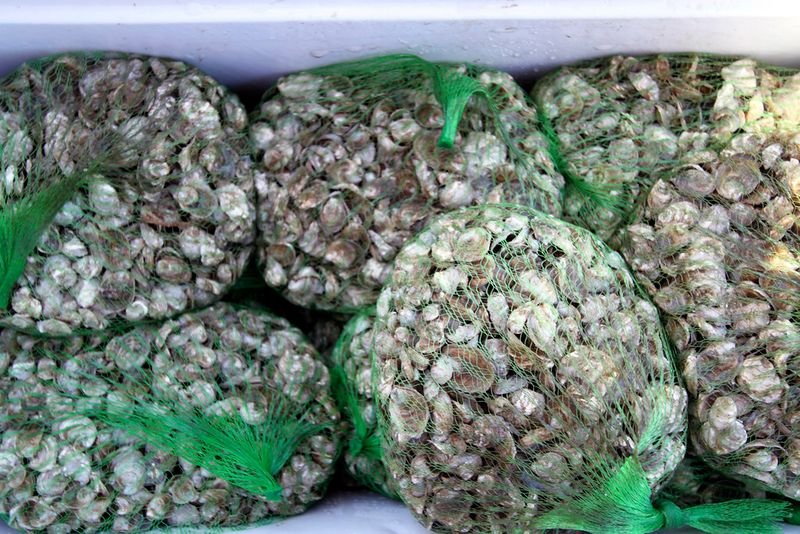 resources of Dried Half Cut Noni exporters