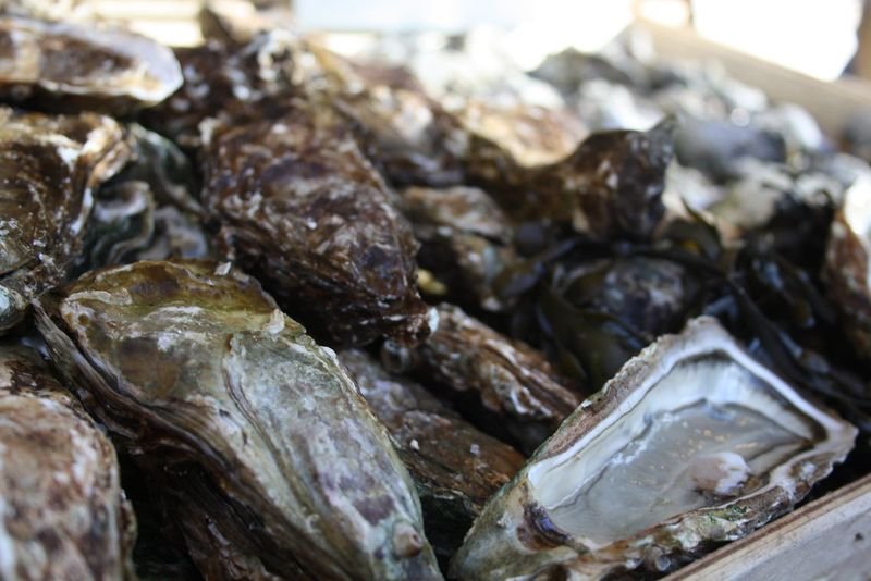 resources of Fresh Diploid And Triploid Oyster From Korea exporters