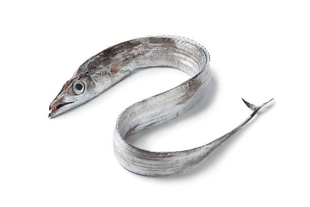 resources of Snakehead Fillet exporters