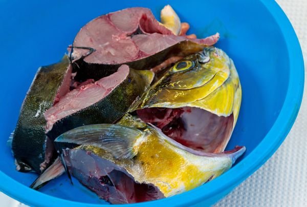 resources of Yellowfin Bream Fish exporters