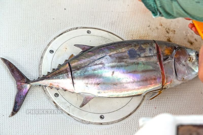 resources of Atlantic mackerel exporters