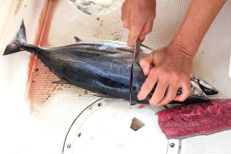 resources of Caned tuna exporters