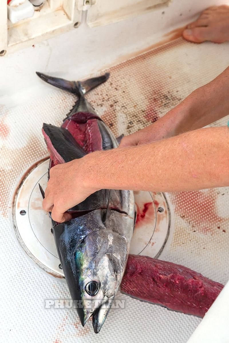 resources of Frozen Sailfish Dwt exporters