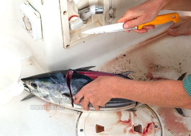 resources of Auto Fish Filleting Machine Sss-523 exporters