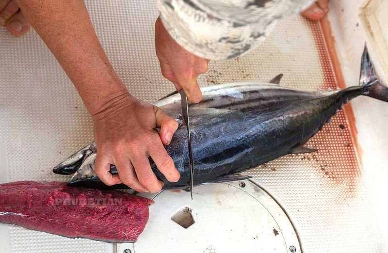 resources of Skipjack tuna exporters