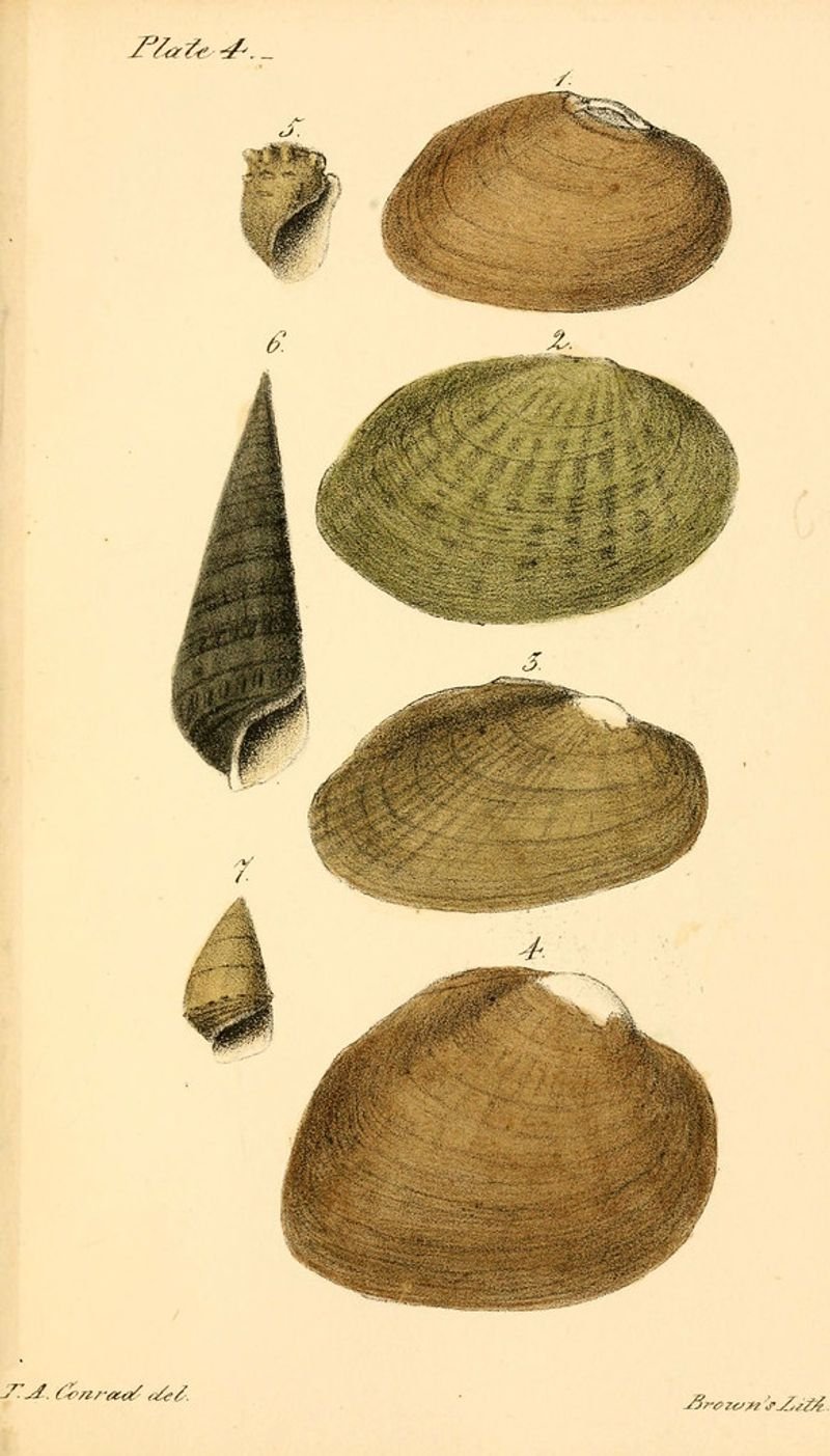 resources of Operculum exporters