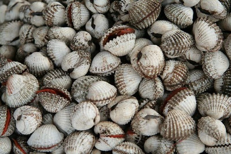 resources of Sea Shell Tiles Wall Mosaic exporters