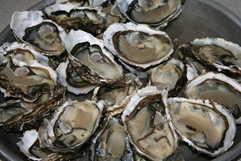 resources of Snail Shell exporters