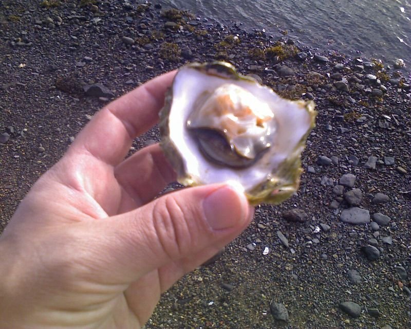 resources of SeaShell exporters