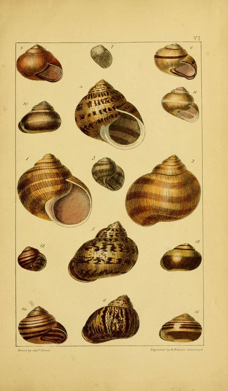 resources of Conch Shells exporters