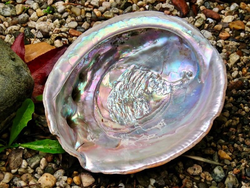 resources of Raw Abalone Shell - Wholesale Suppliers exporters