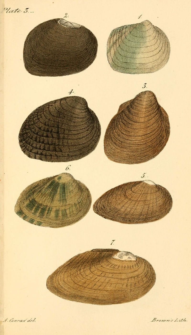 resources of Seashells Helmet Seashell exporters