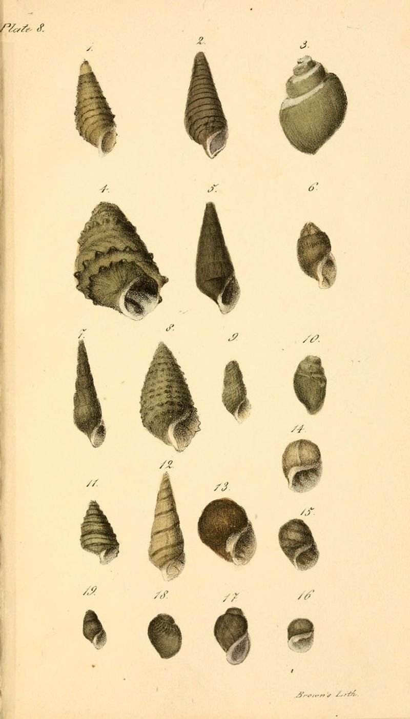 resources of Scallop Seashell exporters