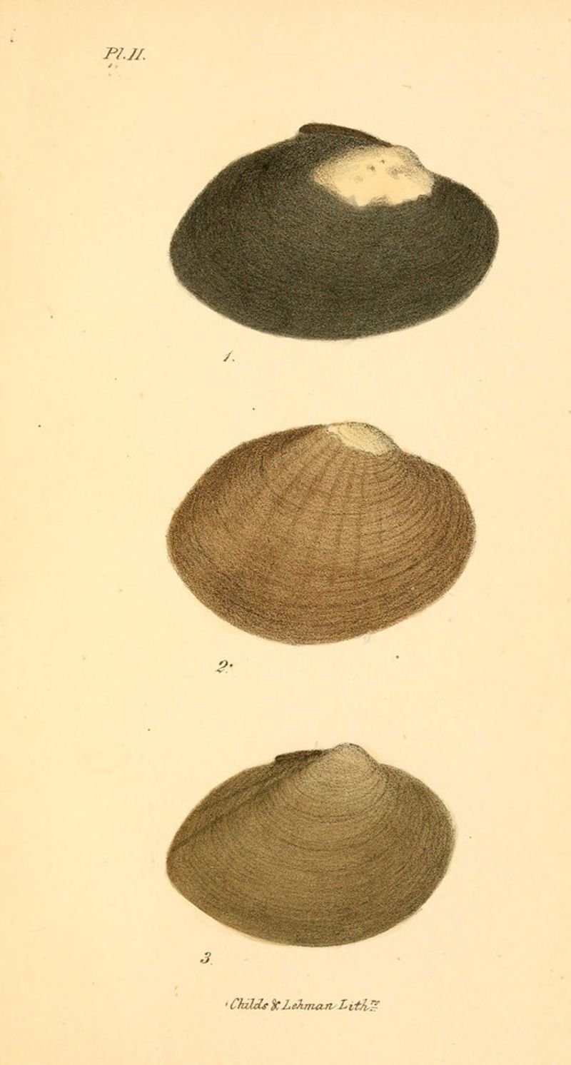 resources of Murex Operculum exporters