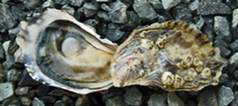 resources of Conch operculum exporters