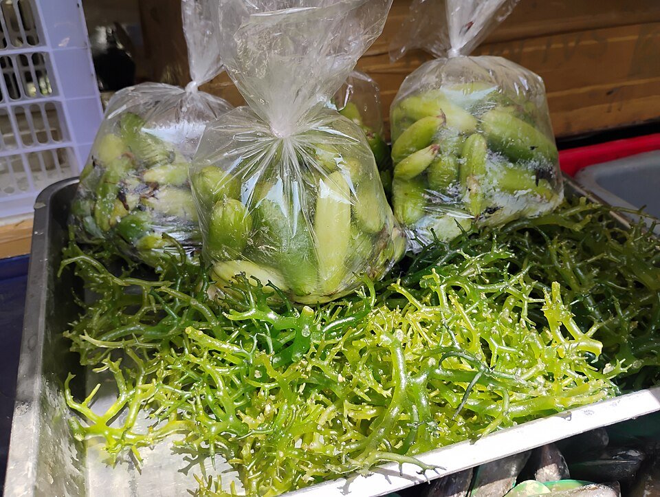 resources of Dried seaweed Asparagopsis armata exporters
