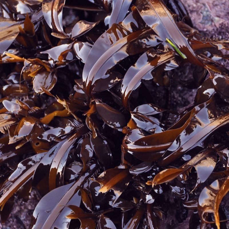resources of Agate Crystal tree exporters