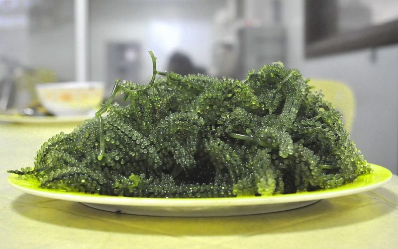 resources of Fresh Sea Grape Seaweed exporters