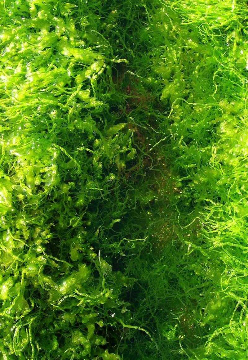 resources of Frozen Green Moss For Decor exporters