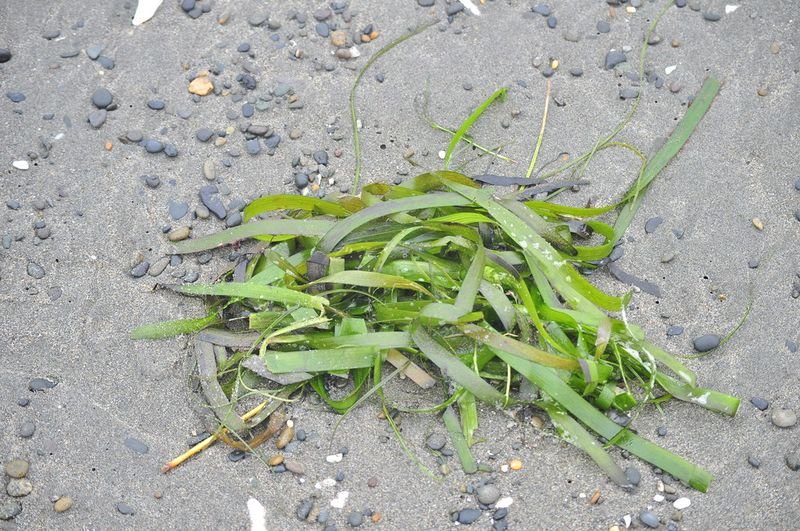 resources of Raw Seagrass exporters resources of Raw Seagrass exporters