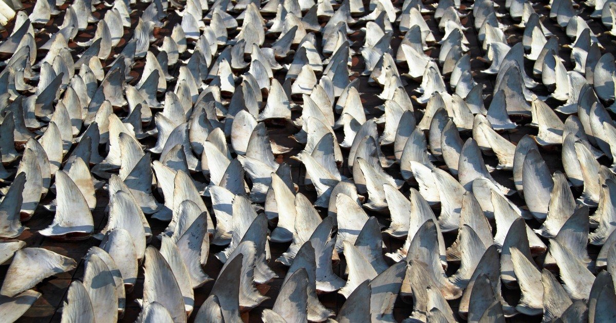 resources of Shark fins exporters