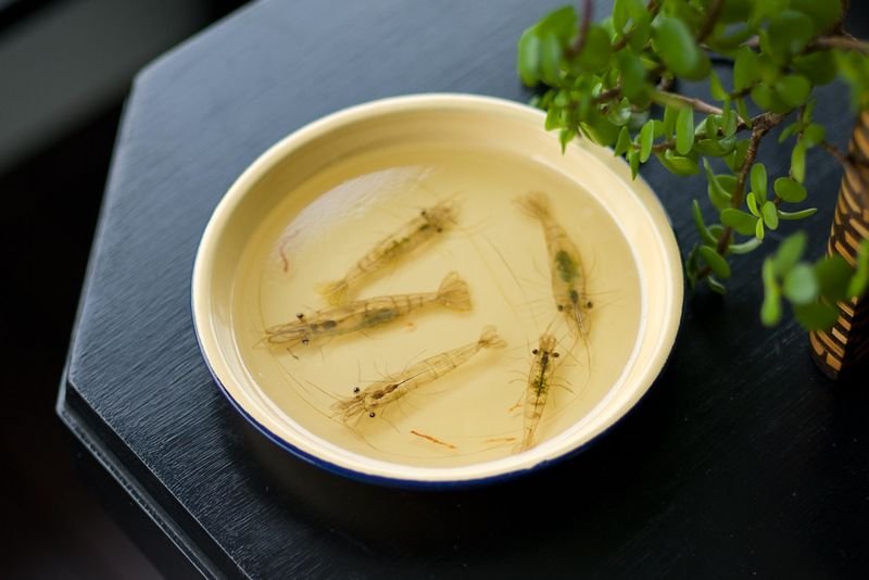 resources of Cpdto (Pd Tail On ) Shrimps  - Iqf exporters
