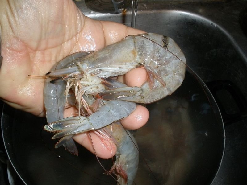 resources of Frozen Pud Vannamei Shrimps exporters