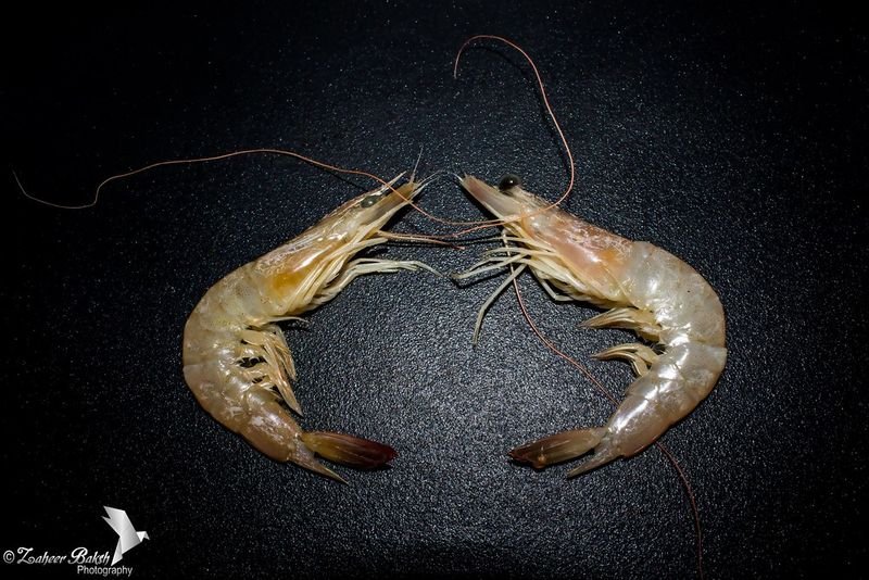 resources of Lagoon,sea, Wild Catch Fresh Scampi exporters