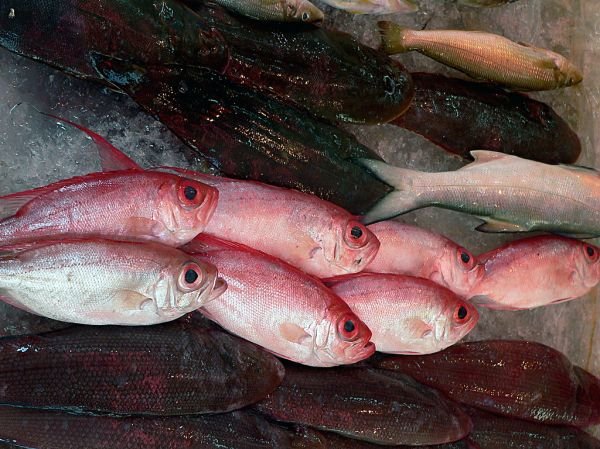 resources of High Quality Frozen Whole/Fillet/Head Red Snapper and Yellowtail Snapper Fish  at a Great Price Premium Fish Product exporters
