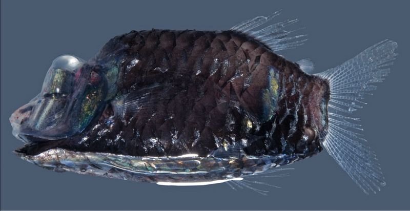 resources of (FACTVIEW)S.TYPHUS exporters
