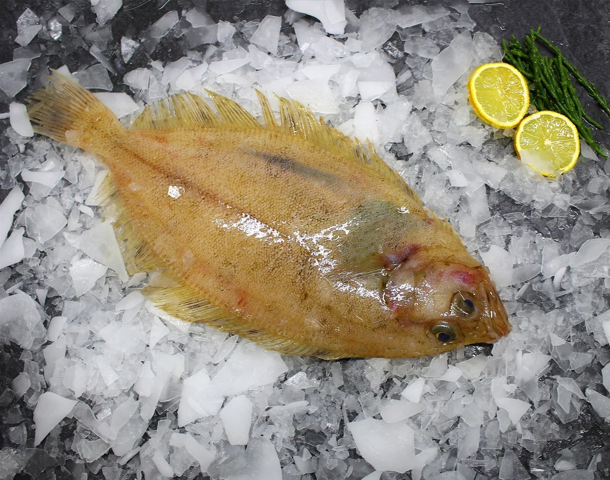 resources of Golden Pompano exporters