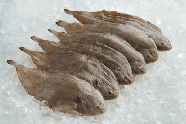 resources of Tongue Sole exporters