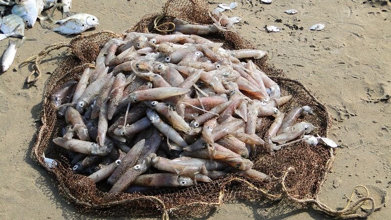 resources of Indian Squid exporters