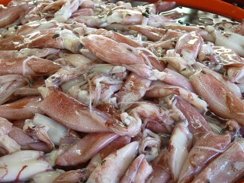 resources of Dosidicus Gigas Squid Bites And Pieces exporters