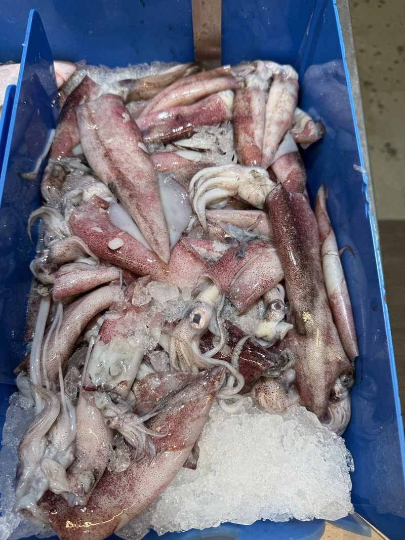 resources of Fresh Frozen Illex Squid Giant squid for sale at affordable prices exporters