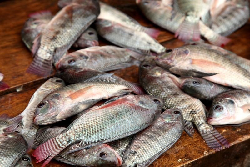 resources of Red Tilapia Fish exporters