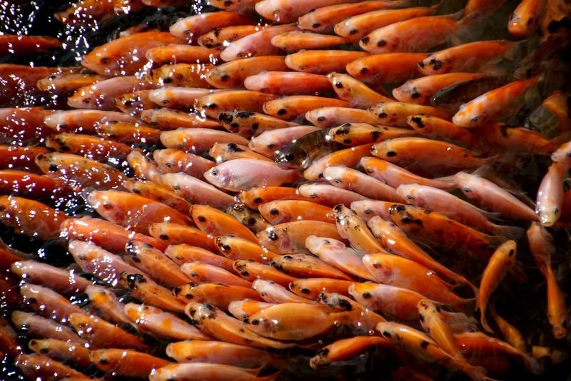 resources of Tilapia exporters