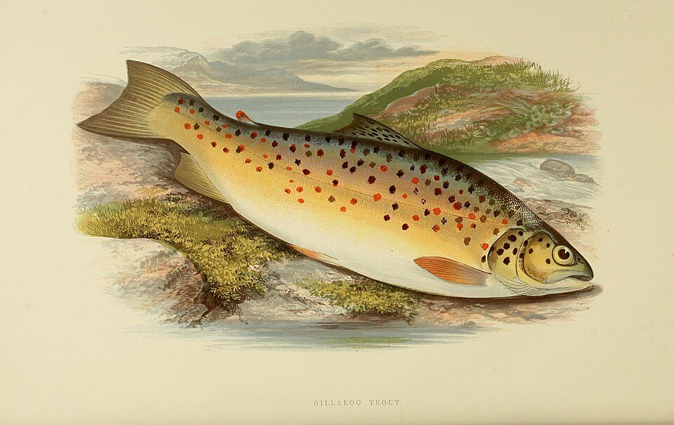 Fresh Trout Fish Exporters, Wholesaler & Manufacturer | Globaltradeplaza.com